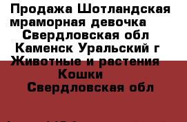  Продажа.Шотландская мраморная девочка!!! - Свердловская обл., Каменск-Уральский г. Животные и растения » Кошки   . Свердловская обл.